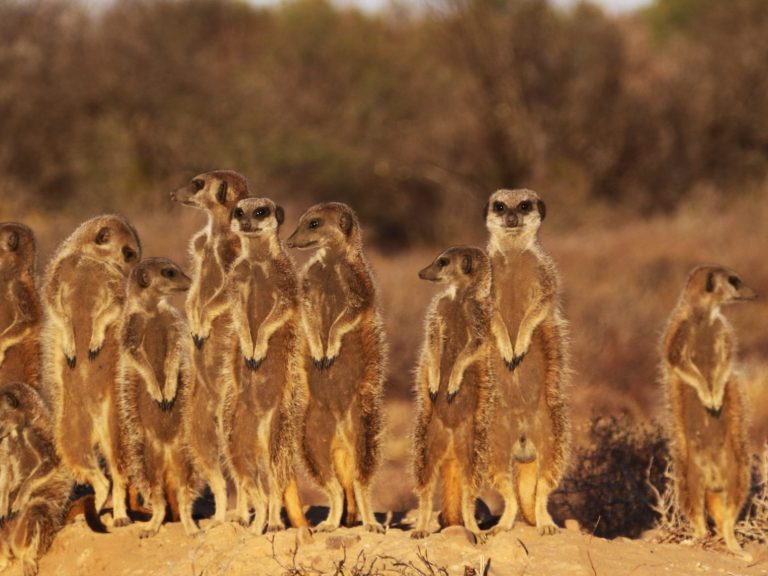 Oudtshoorn - Sydafrika